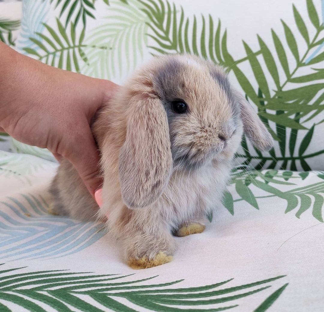 KIT Coelhos anões orelhudos, mini lop desparasitados