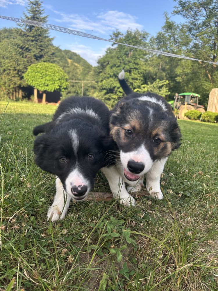 Sprzedam szczeniaka Border Collie