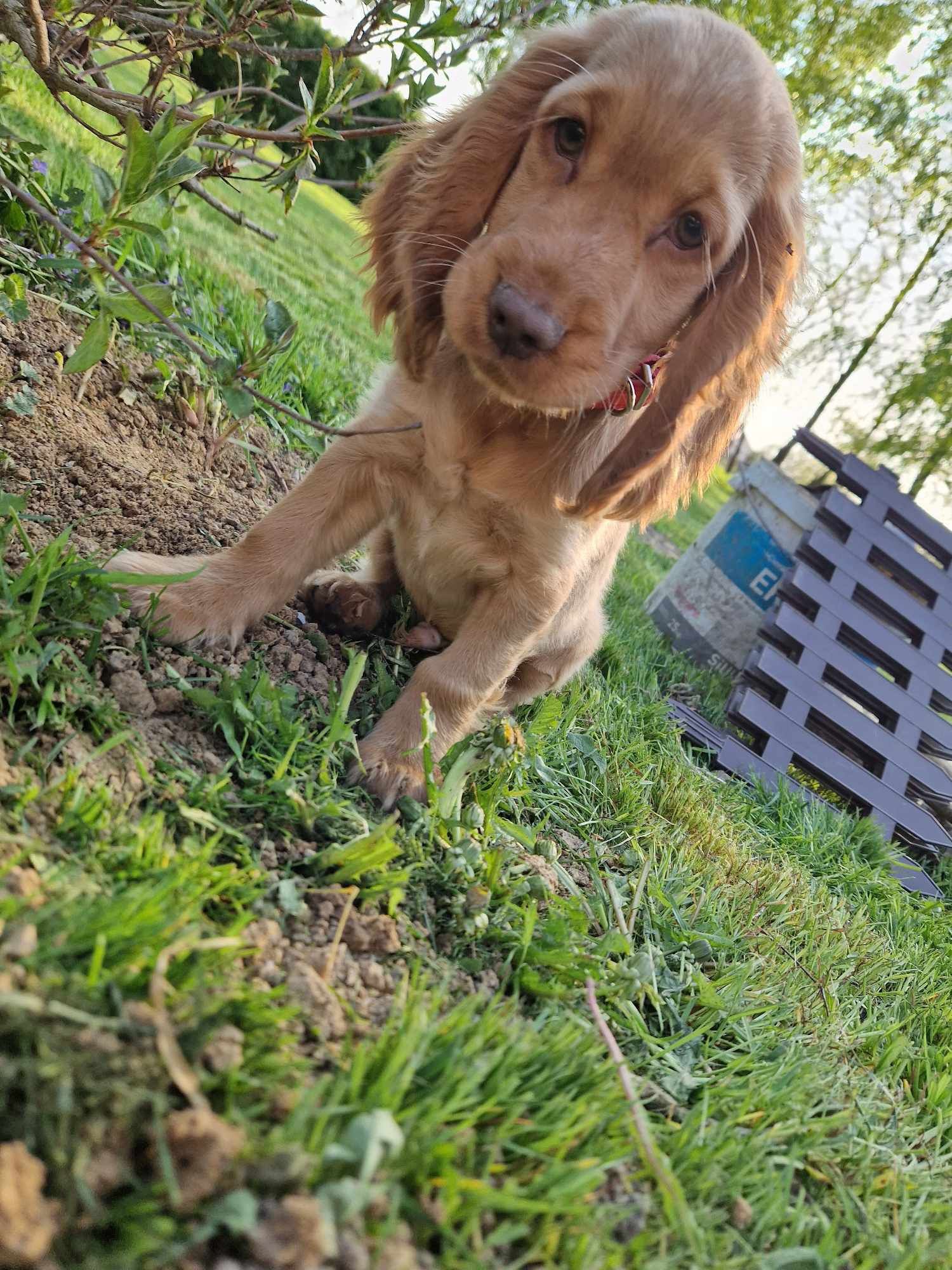 Piesek rudy,biało rudy Cocker spaniel