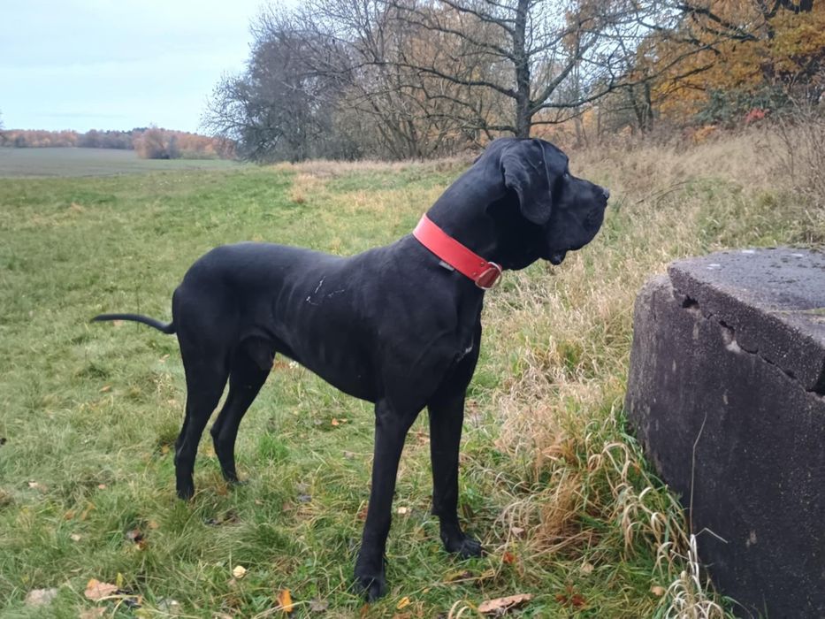 Dog niemiecki za darmo