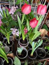 Гіацинт тюльпани