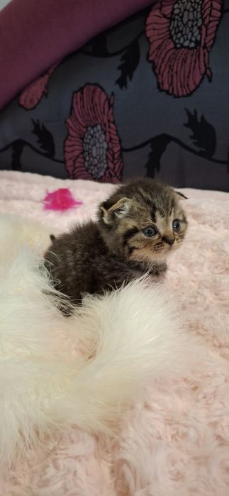 Кошенята Шотландські, котики, коти висловухі, породисті кошенята.