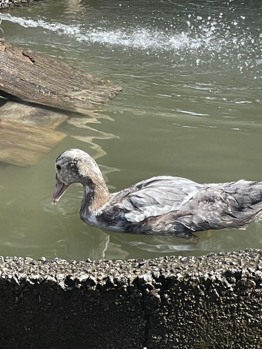 Patos criados na quinta