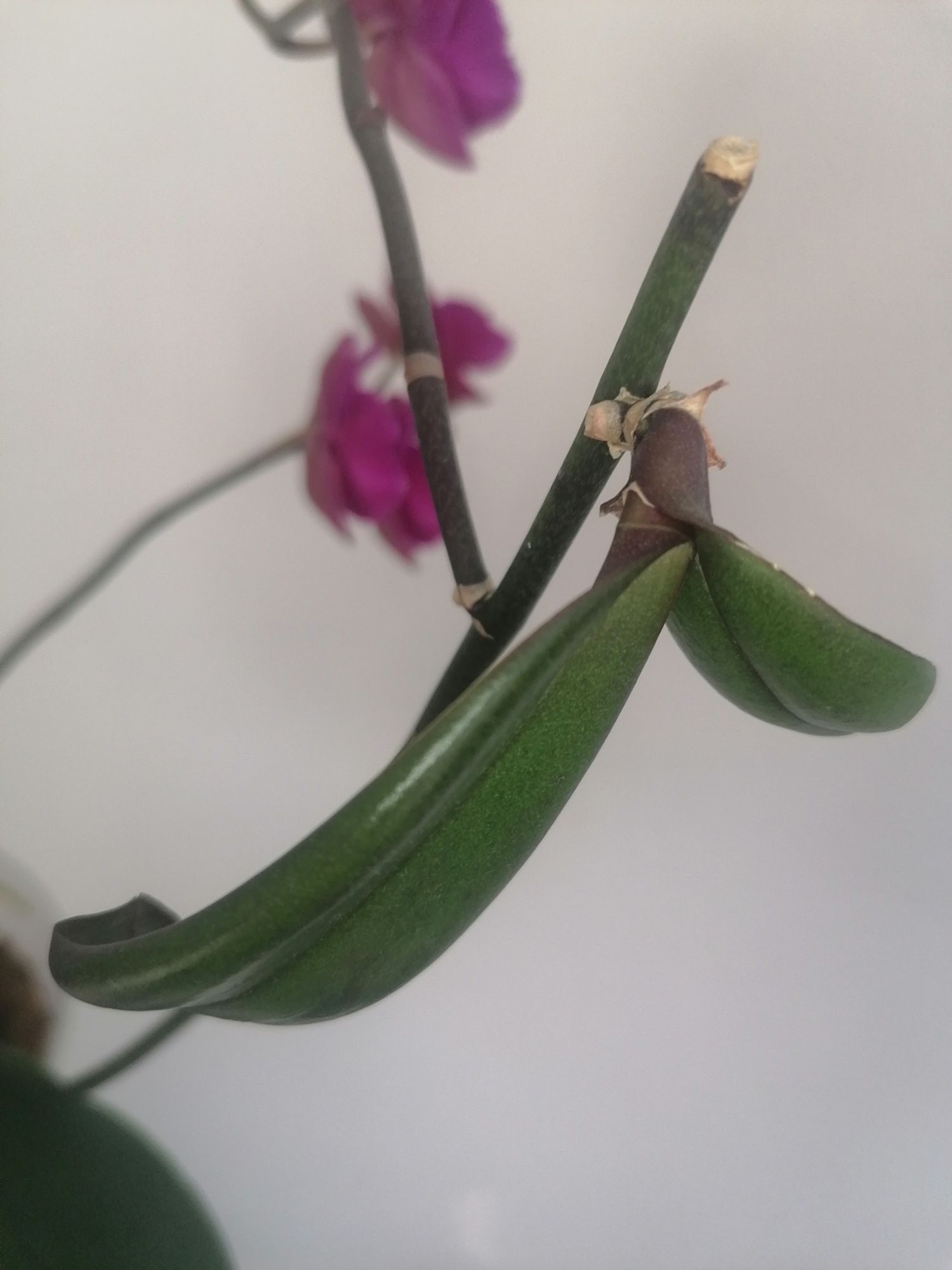 Орхідея метелик  орхидея бабочка