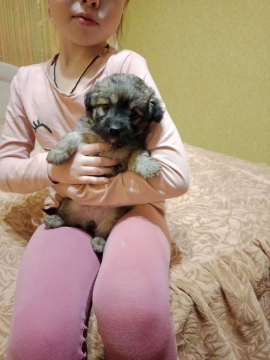 Щенок в добрые руки маленького размера как пикинес