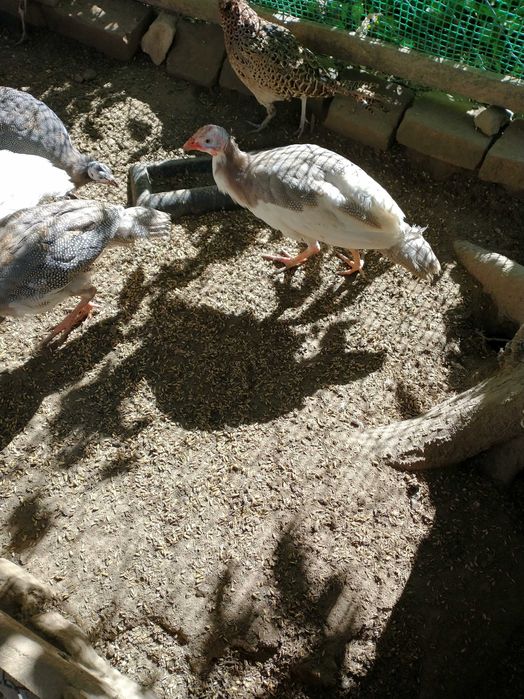 Perliczki młode ładne