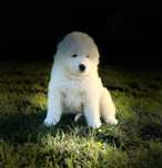 samoyed szczenię