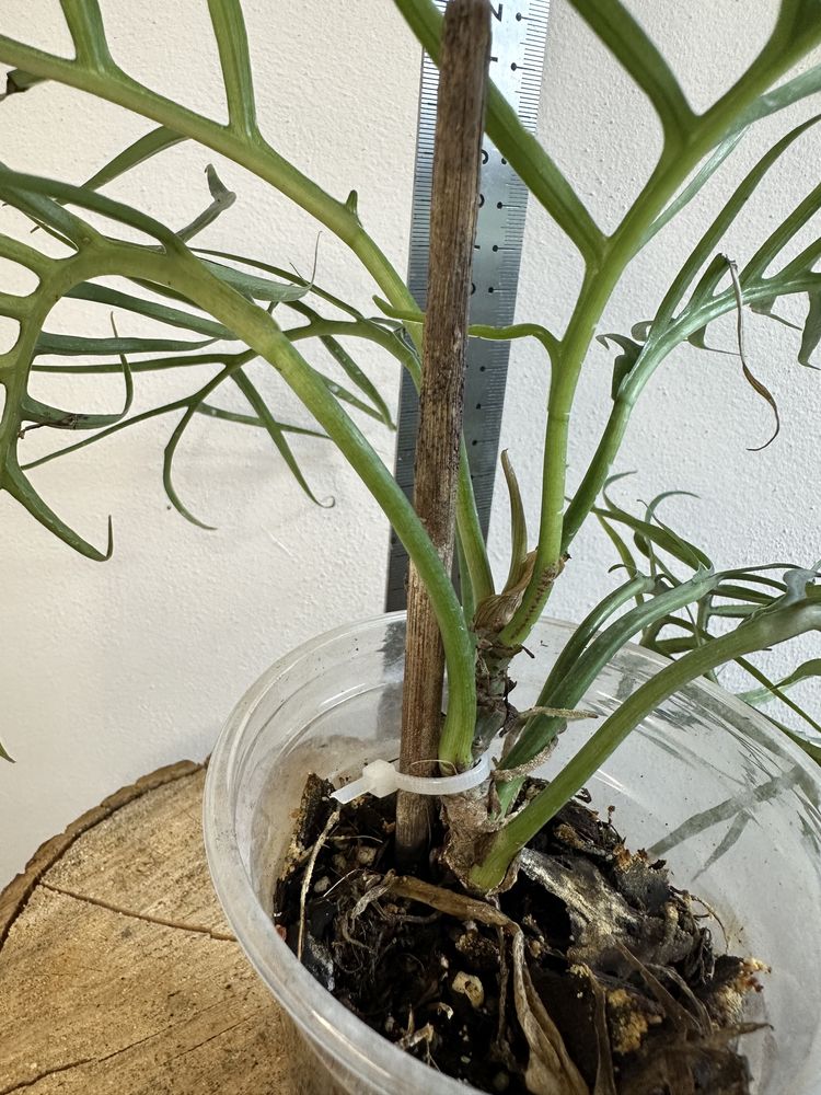 Філодендрон philodendron  Tortum
