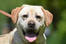 MACZO- do adopcji