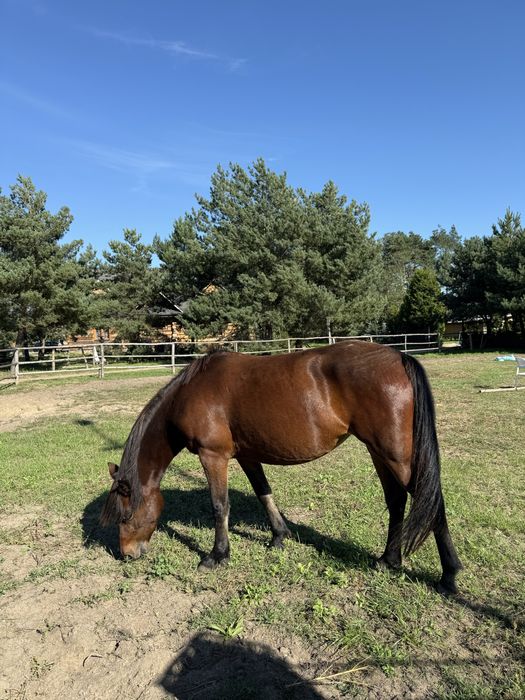 Sprzedam klacz huculską