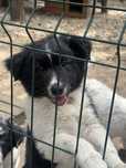 Szczeniak Suczka Border Collie OSHPiK