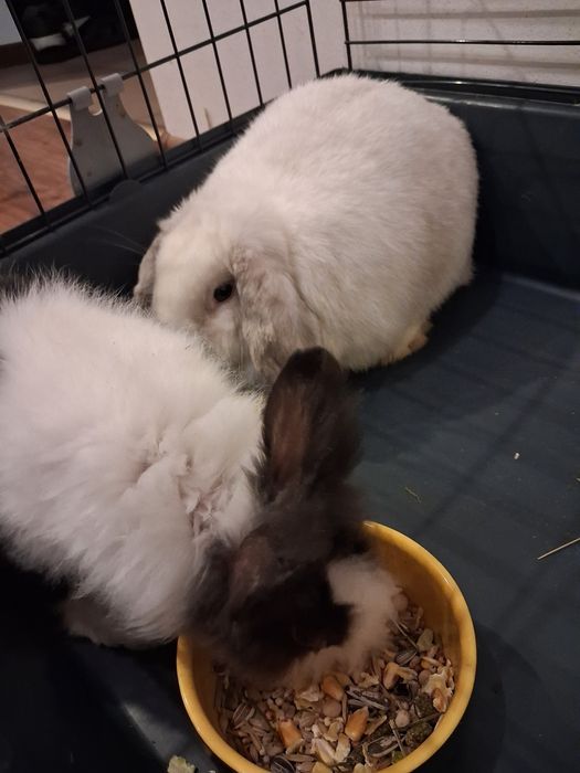 Mini lop mix oddam
