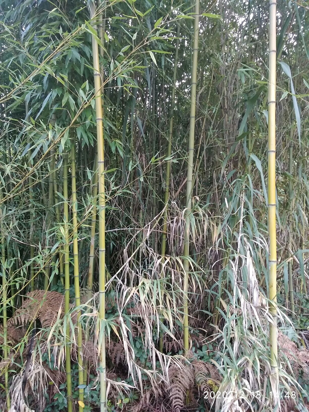 Vendo canas da india  ( bambu )