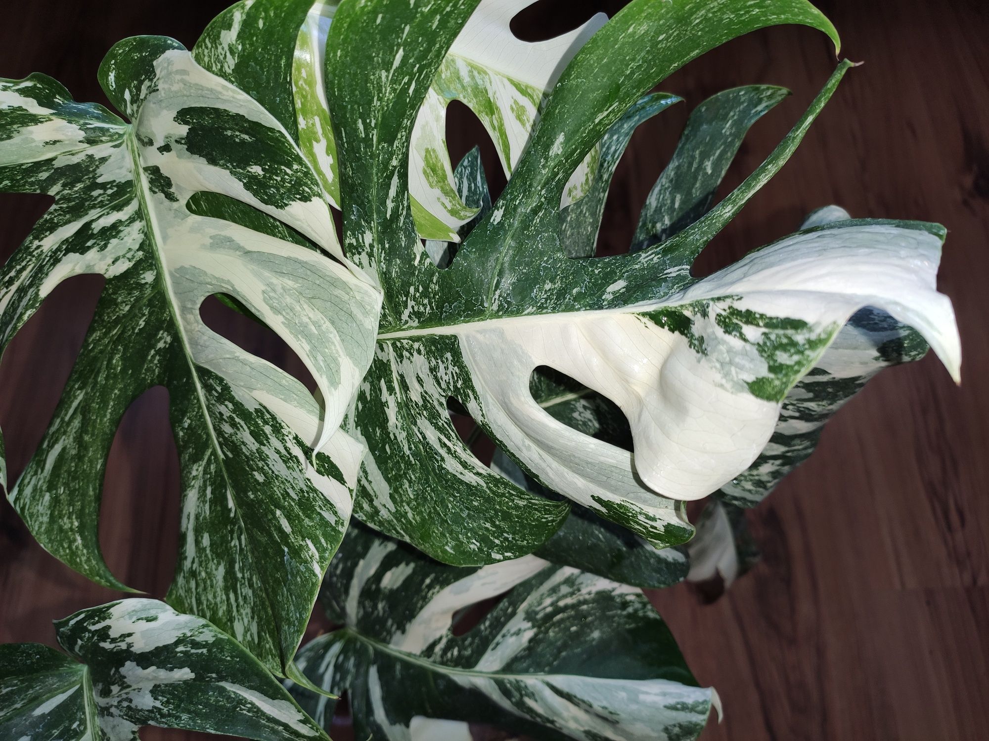 Monstera, philodendron, syngonium