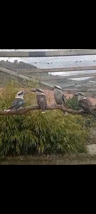 Kookaburras- casal