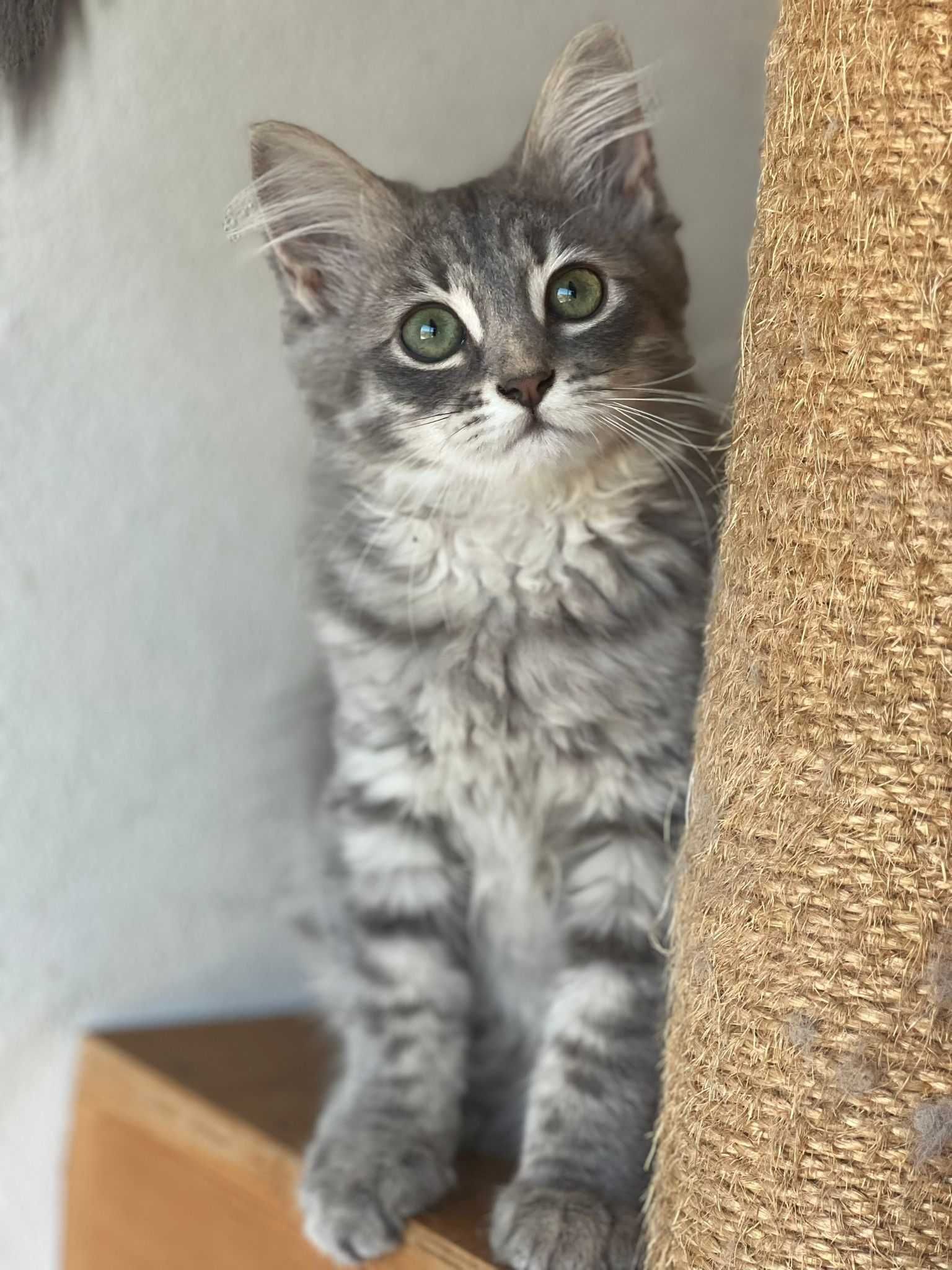 Gatinha Siberiano - Hypoalergénico - Rara em Portugal