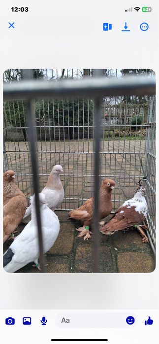 Sprzedam golebie. ozdobne