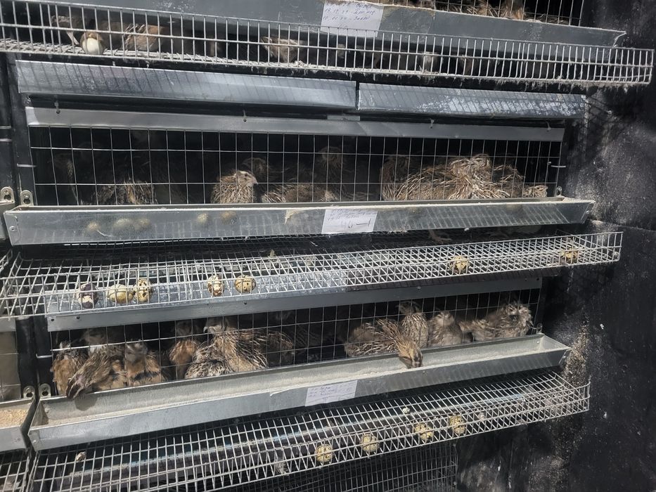 Інкубаційні яйця, жива птиця перепелів!