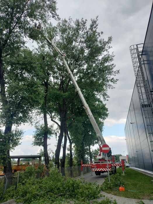 wycinka drzew, mulczer, zwyżka frezowanie pni