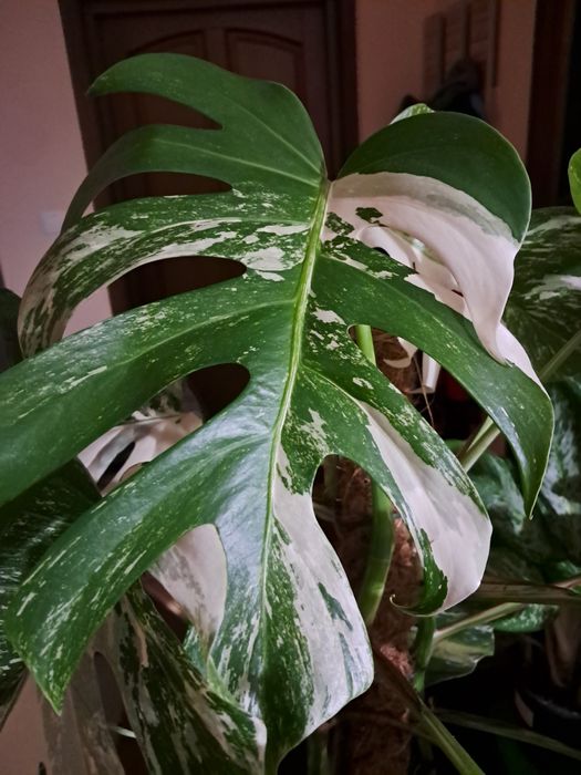Duzy szczyt monstera deliciosa variegata