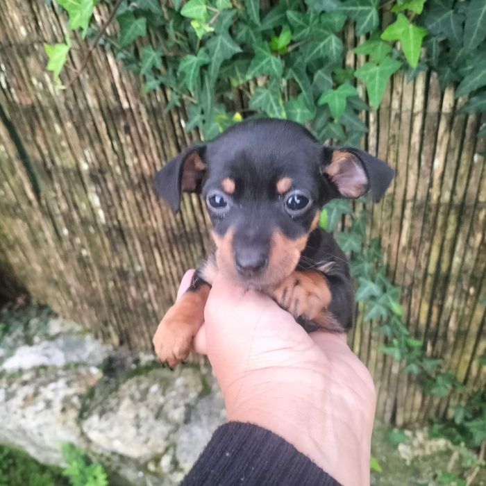 Pinscher fêmea  linda
