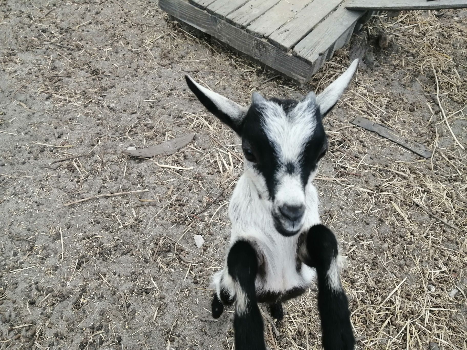 Vendo cabrito anão nascido em 20/05