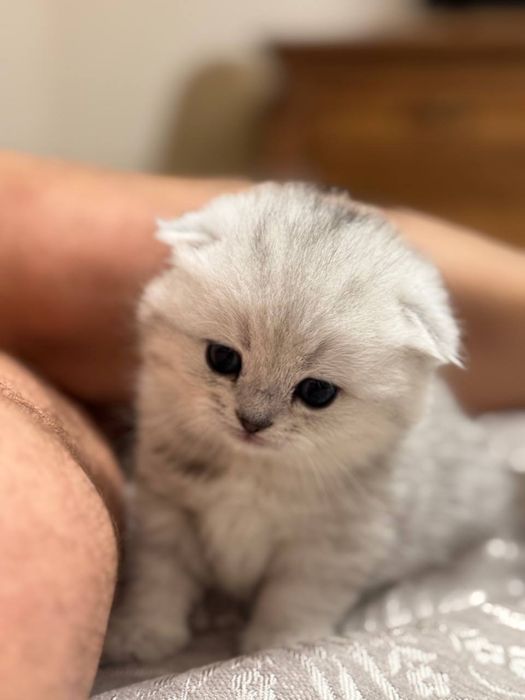 Шиншила срібна весловуха