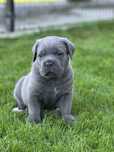 Cane Corso szara suczka FCI