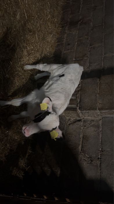 Cielaki byczki 3 tygodniowe 6 sztuk