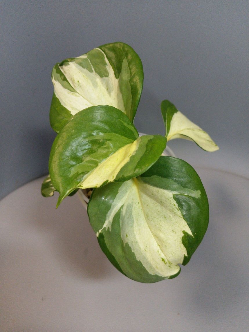 Epipremnum happy leaf