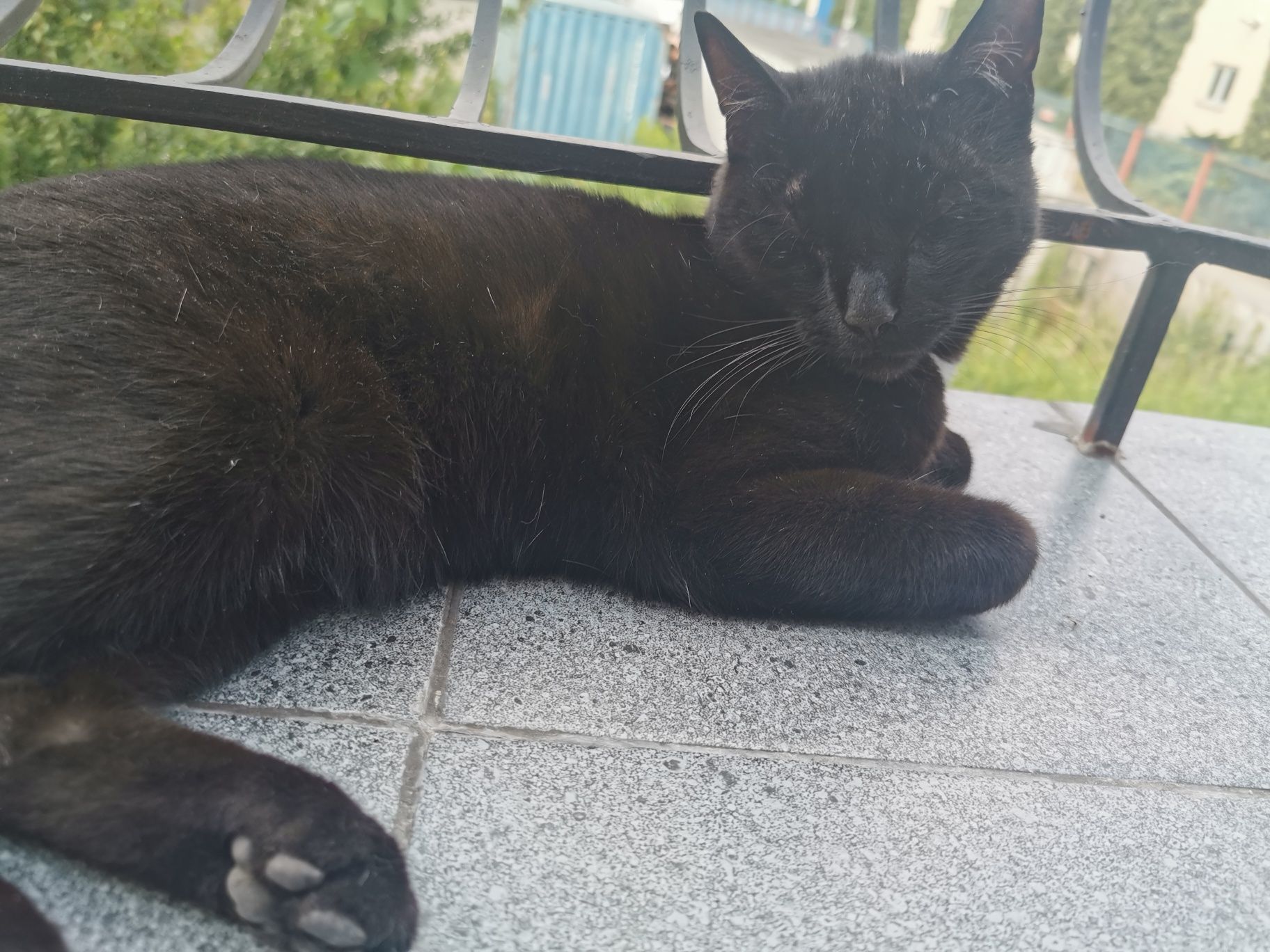Kotek do adopcji
