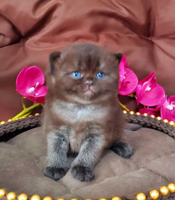 Британський хлопчик Чорний діамант