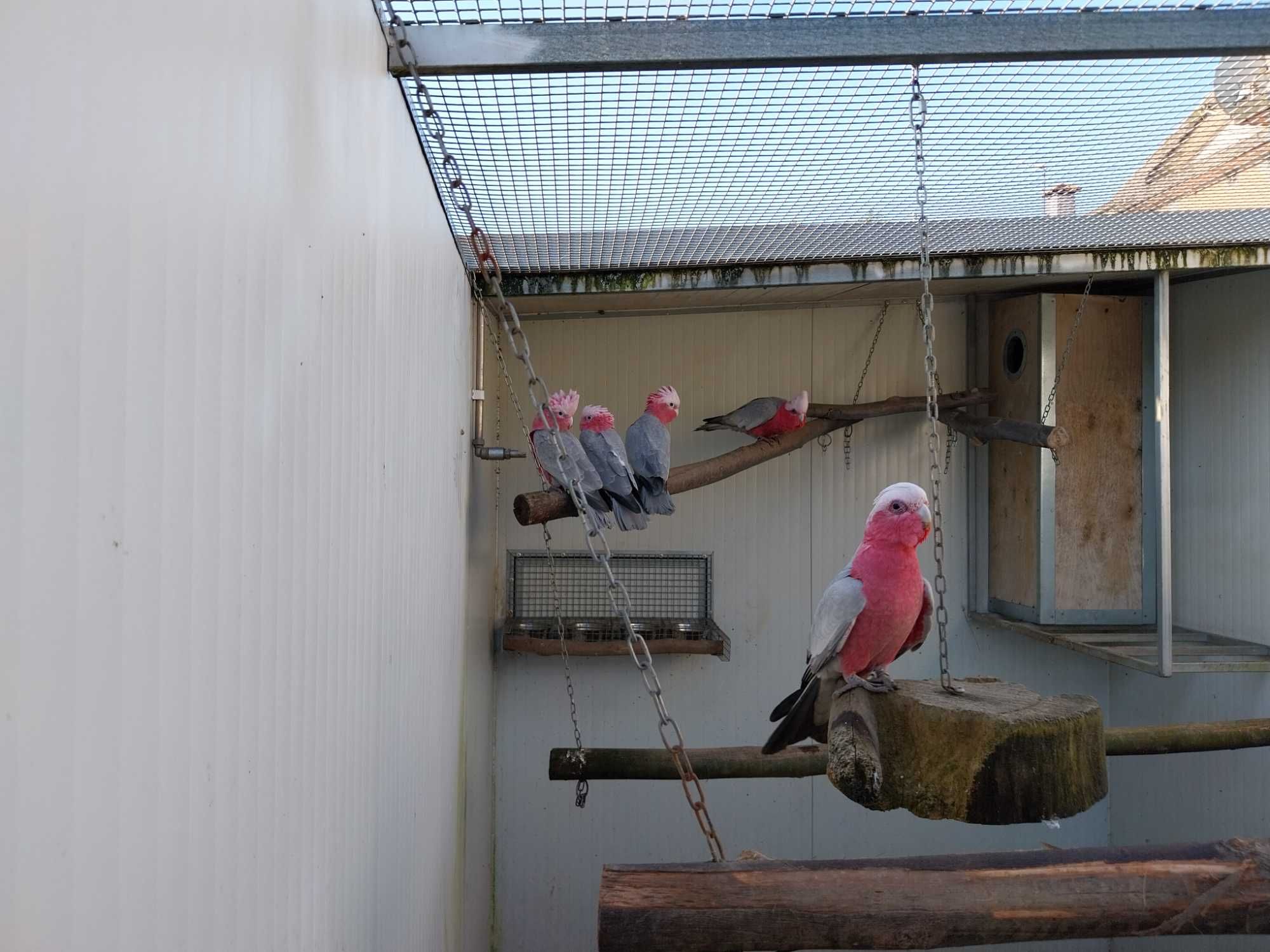 Cacatuas   Galah