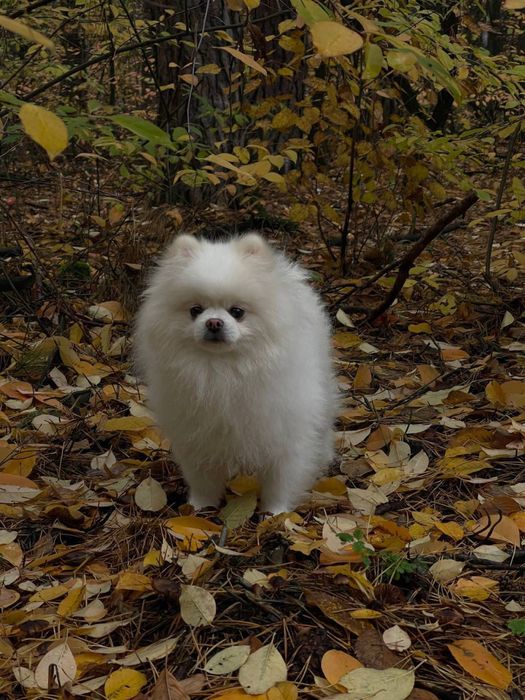 Померанський шпіц ( білий ) Померанский шпиц