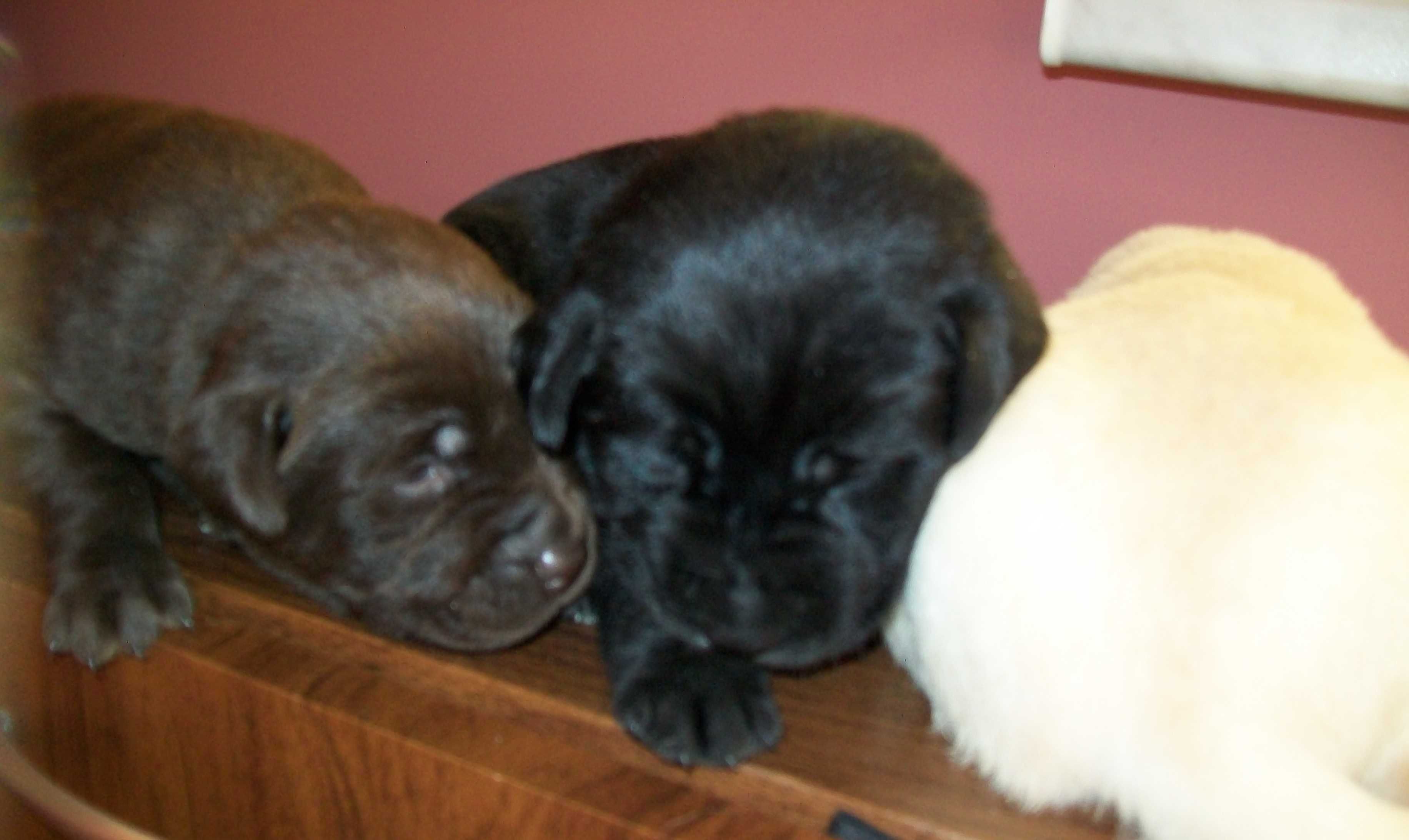 Pies Labrador retriever z Rodowodem