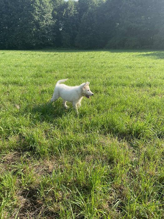 Zaprasza pies biały owczarek szwajcarski