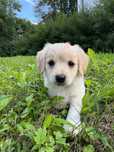 Oddam pieska Golden Retriever
