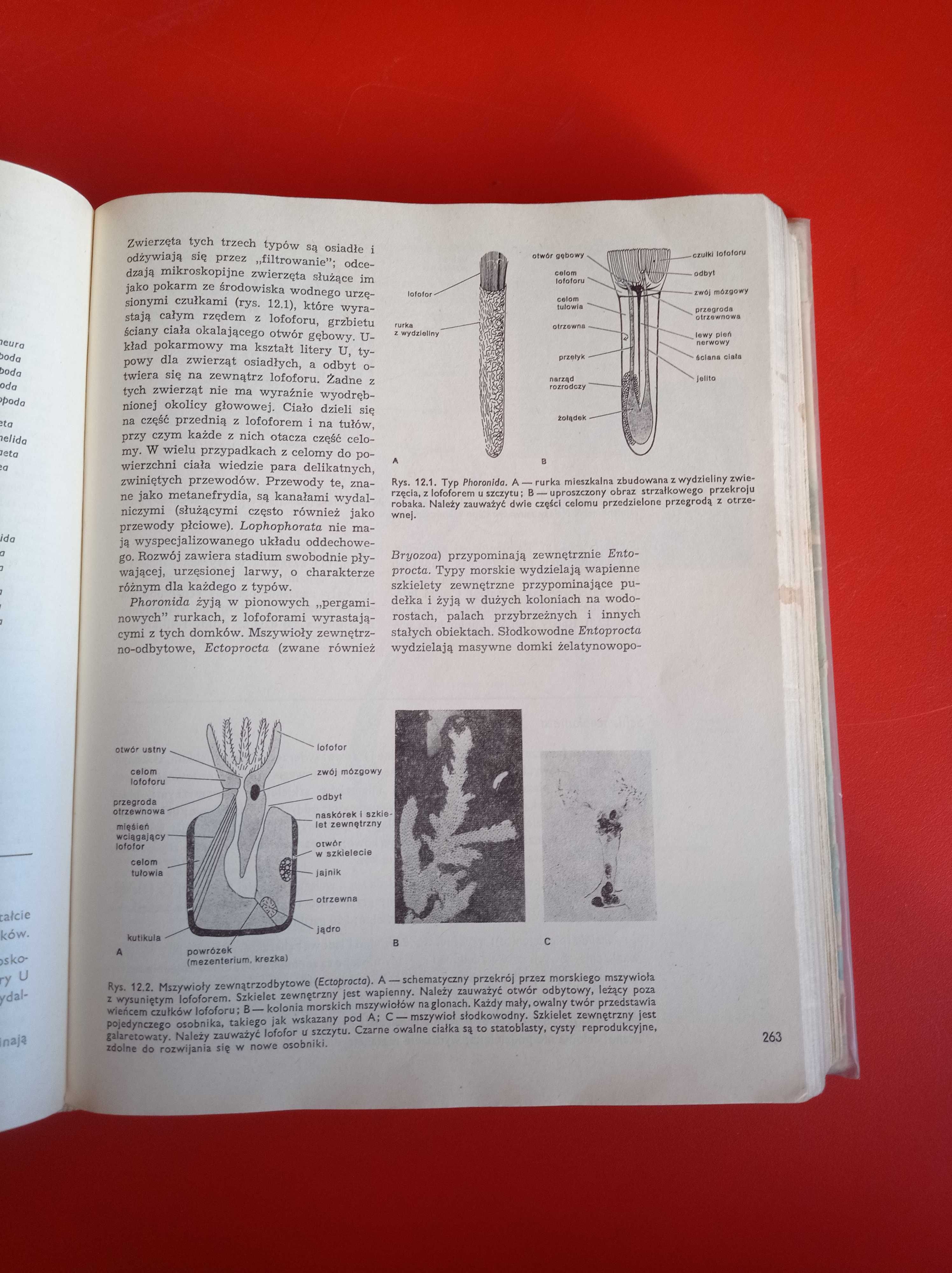 Biologia ogólna, Paul B. Weisz