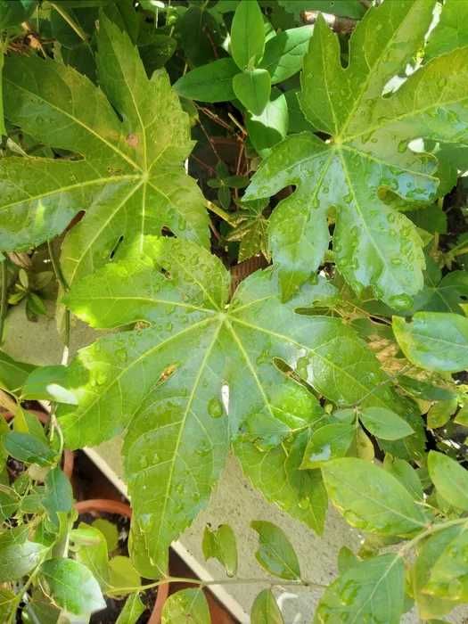 varias plantas novas em vaso