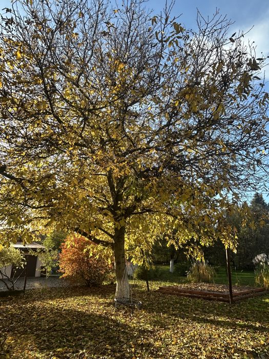 Oddam drzewo za wyciecie - orzech