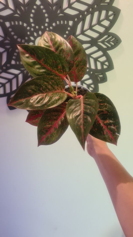 Aglaonema dark star  do kolekcji