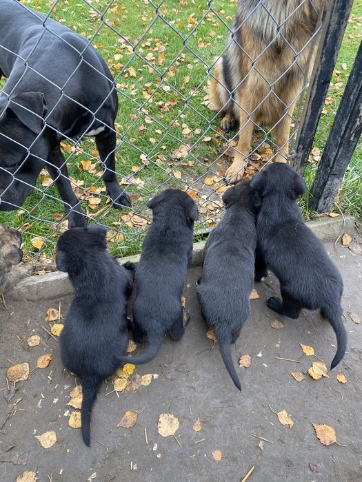 Szczeniaki do oddania