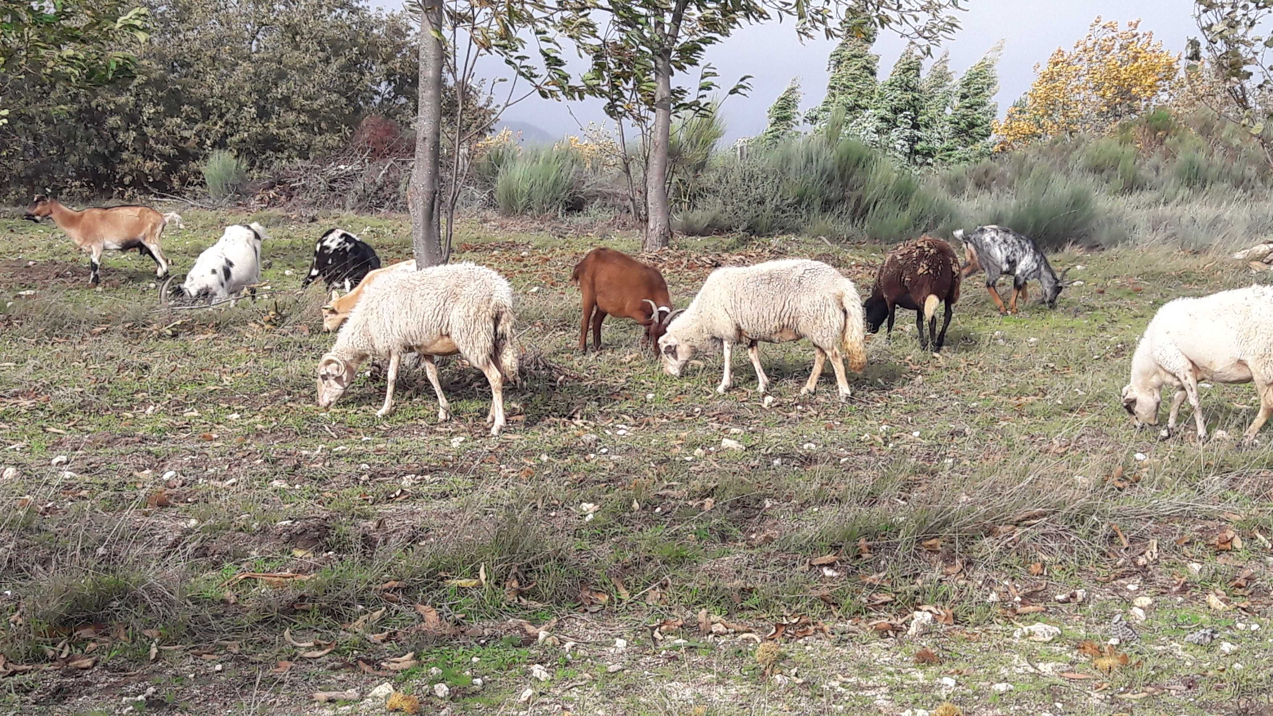 Troco/Vendo cabras de varias raças