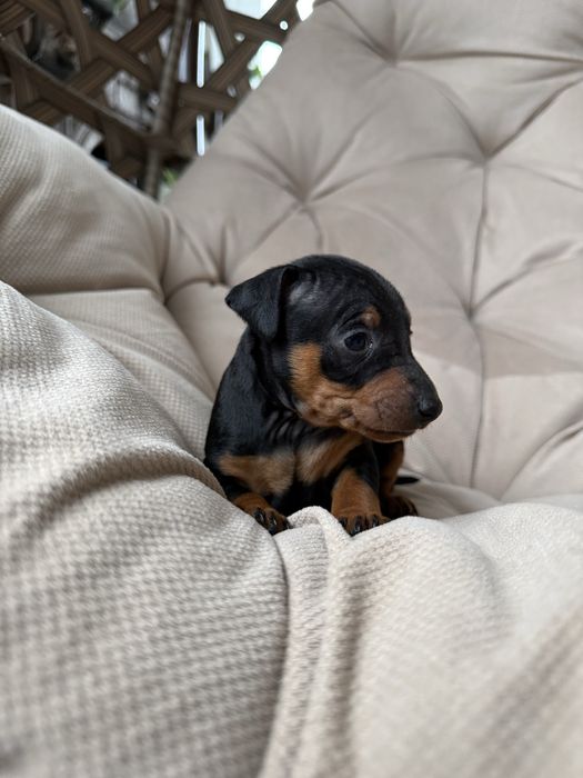 Цуценятка цвергпінчер