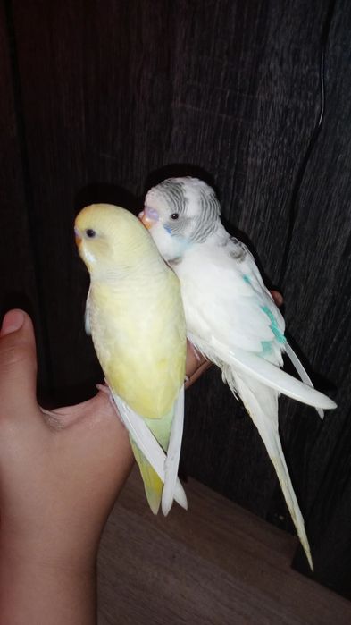 Periquitos domésticados/criados a mão