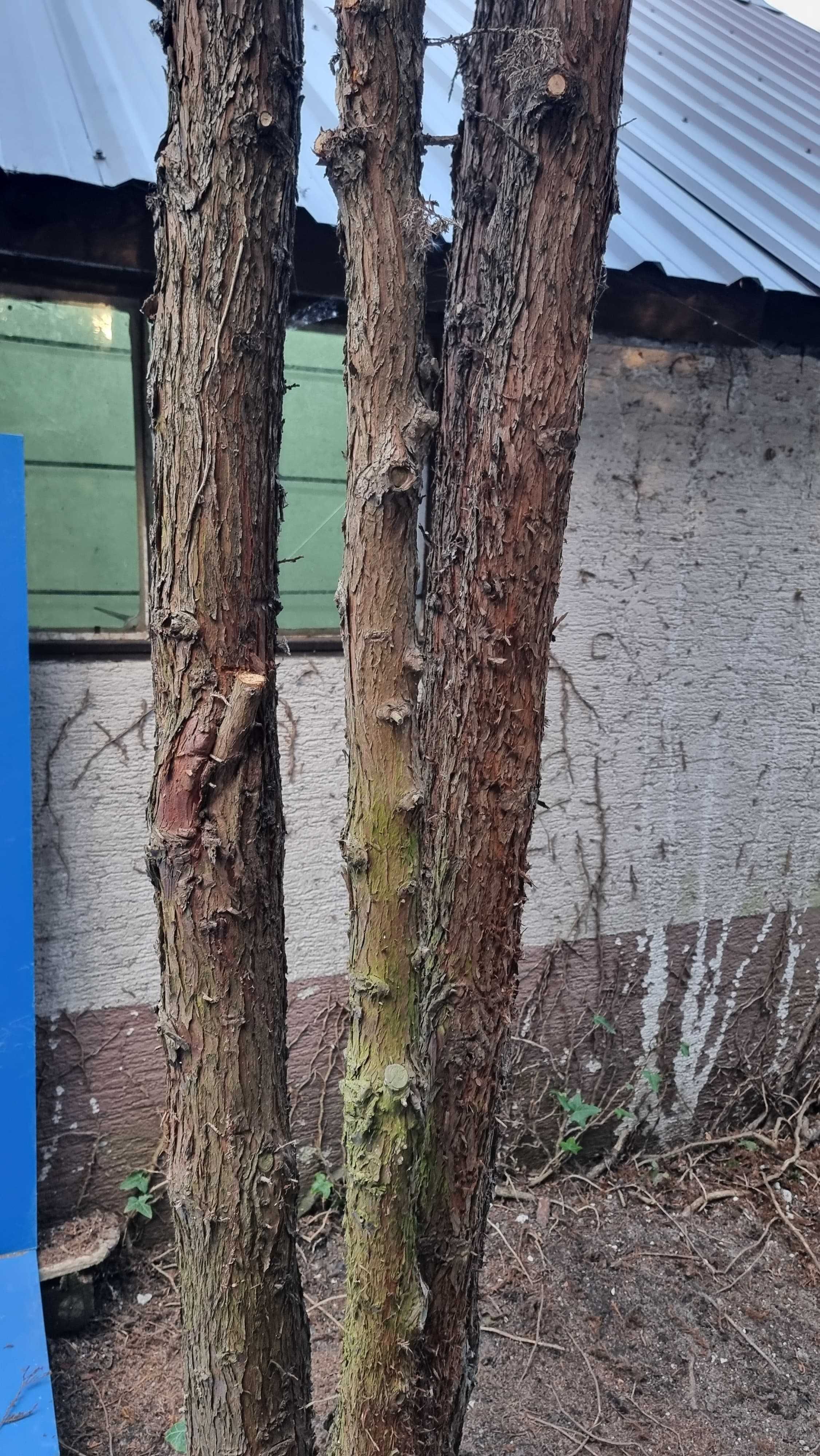 Tuja ogromne grube 8m thuje 30 letnie do wykopania drewno opał palenia