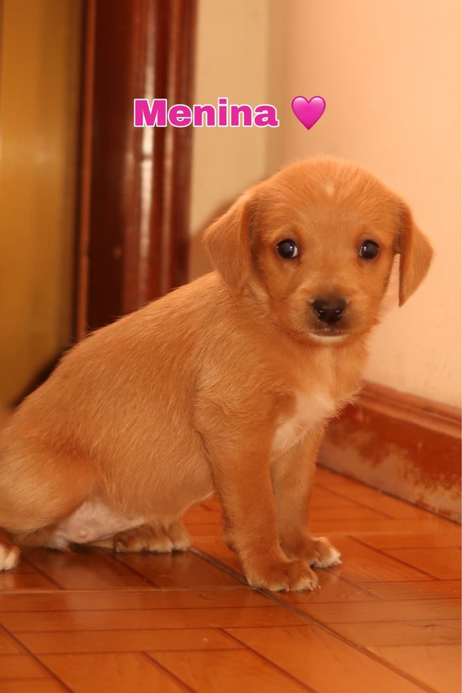 Cachorrinhos para adoção