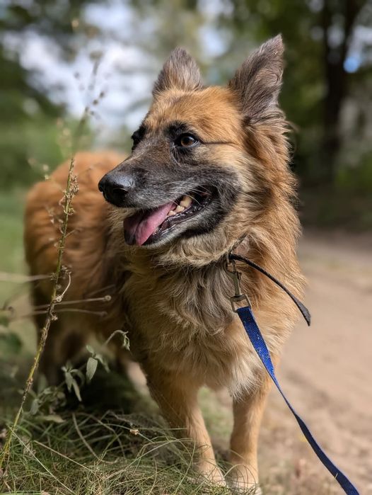 Pokochaj i adoptuj Becię!