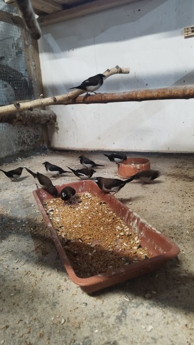 Mewka japońska młode