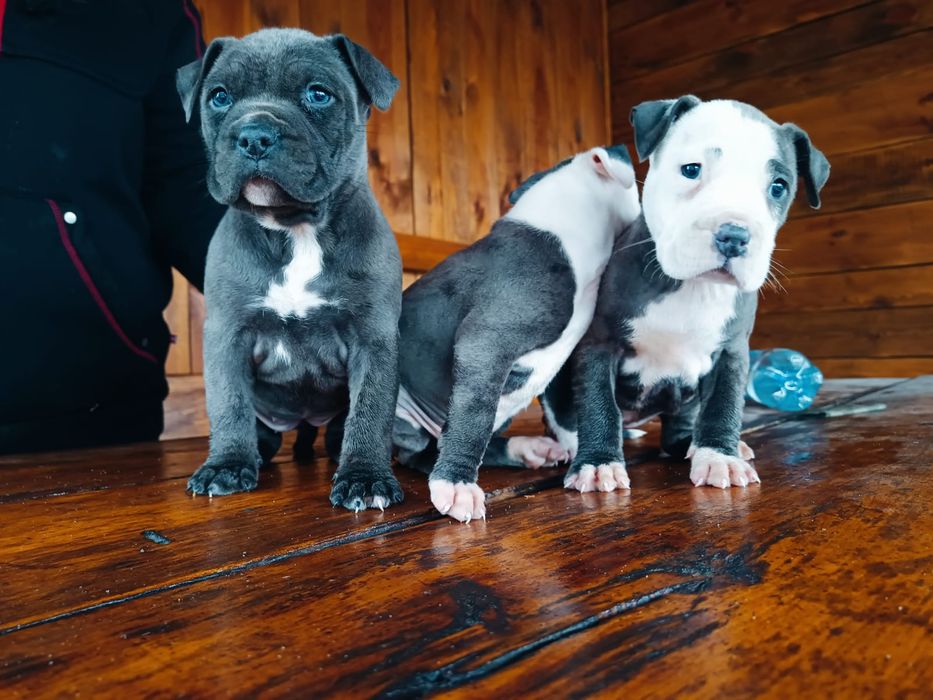 Amstaff Blu Sunia